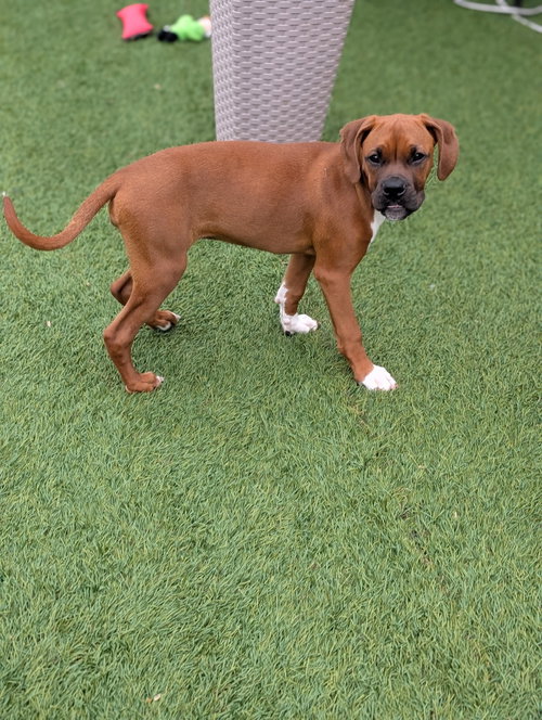 Fancy, an adoptable Boxer in Elizabethtown, PA