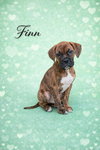 Finn - Photo 3