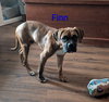 Finn - Photo 2