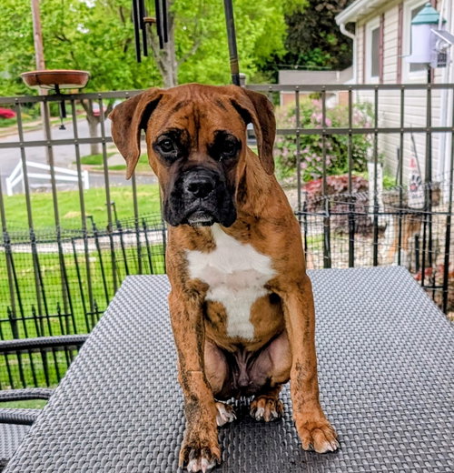 Finn, an adoptable Boxer in Elizabethtown, PA