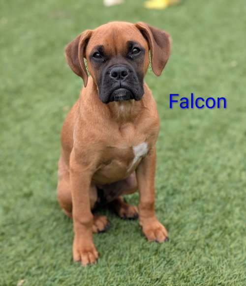 Falcon, an adoptable Boxer in Elizabethtown, PA