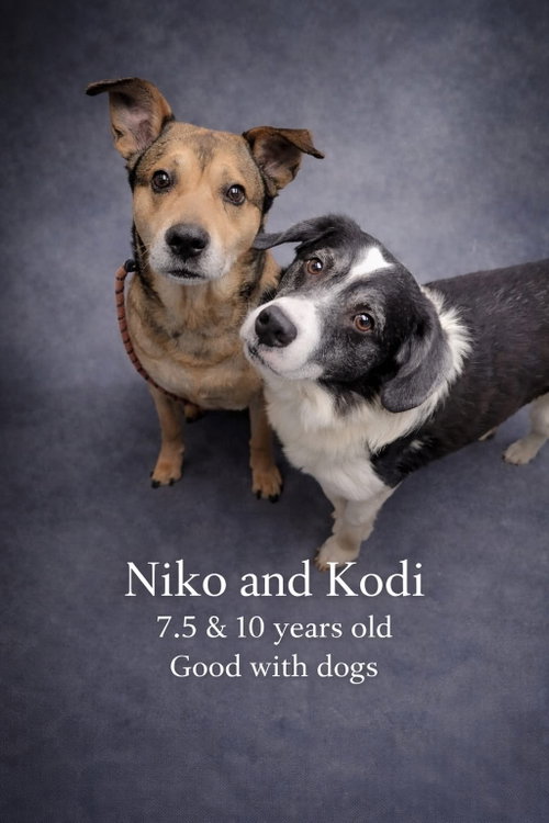 Koda and Niko, photo 4