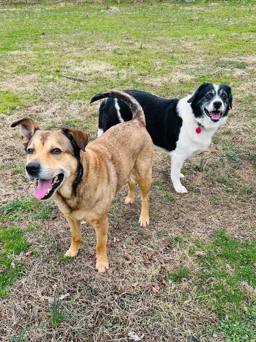 Koda and Niko, an adoptable Collie in Elizabethtown, PA