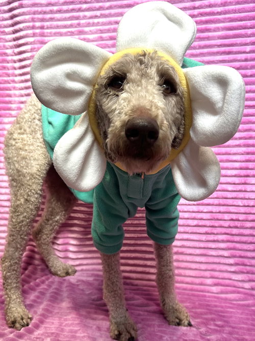 Willow, an adoptable Poodle in Elizabethtown, PA