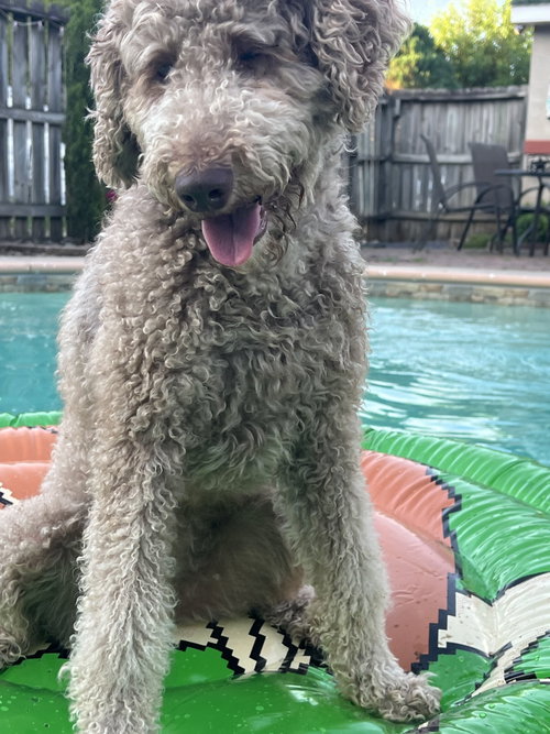 Willow, an adoptable Poodle in Elizabethtown, PA