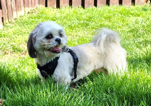 Chunk, an adoptable Shih Tzu in Elizabethtown, PA