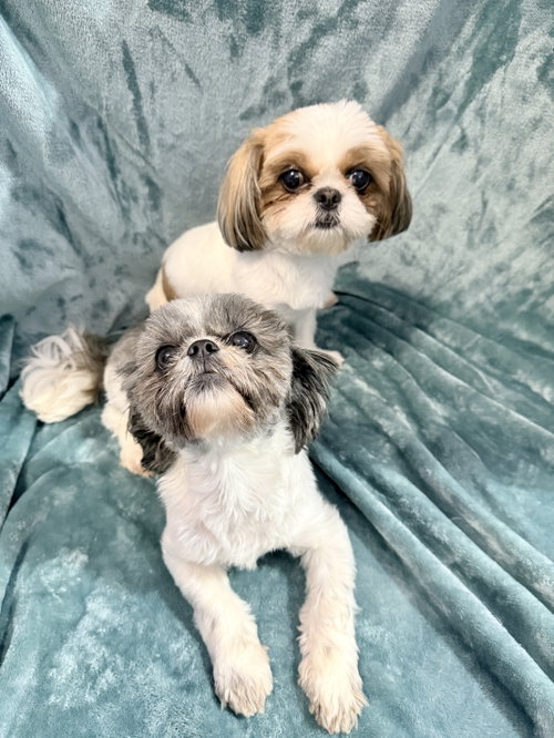 Camper and Carlie