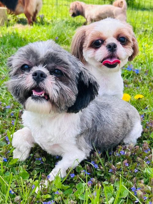Camper & Carlie, an adoptable Shih Tzu in Elizabethtown, PA