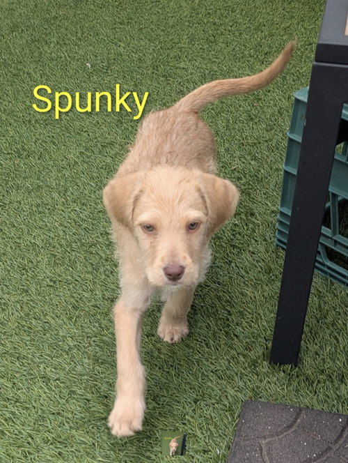Spunky, an adoptable Labrador Retriever in Elizabethtown, PA