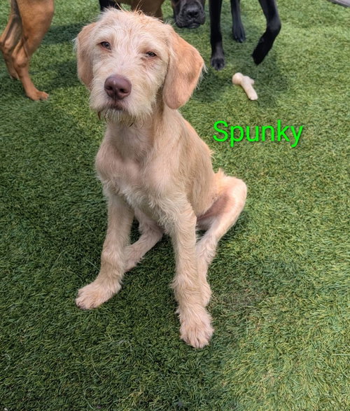 Spunky, an adoptable Labrador Retriever in Elizabethtown, PA