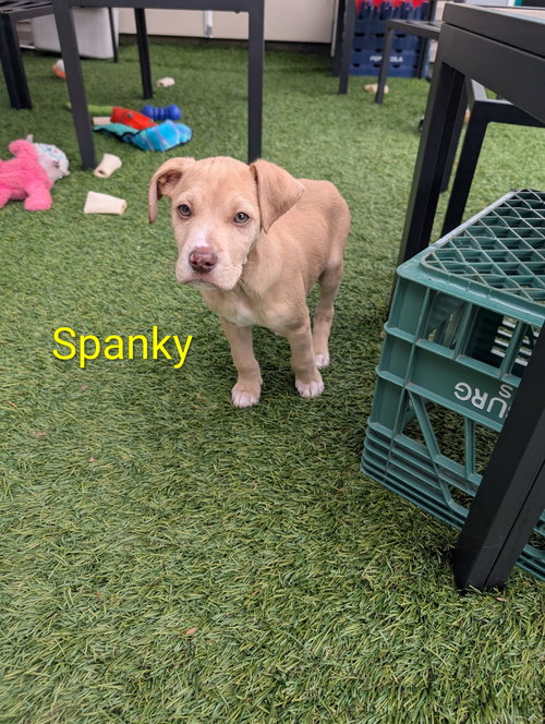 Spanky, an adoptable Labrador Retriever in Elizabethtown, PA
