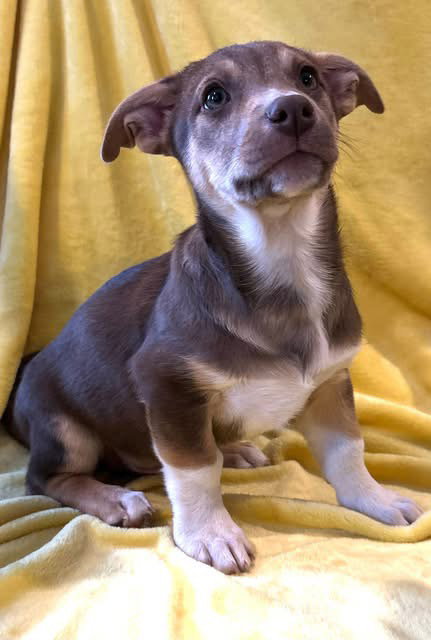 ZEAK - Chihuahua available for adoption