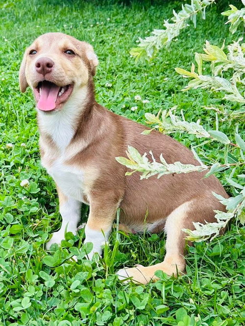Zeak, an adoptable Chihuahua in Elizabethtown, PA