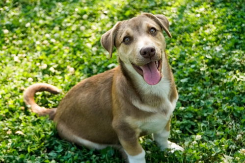 Zeak, a dog for adoption from 2nd Chance 4 Life