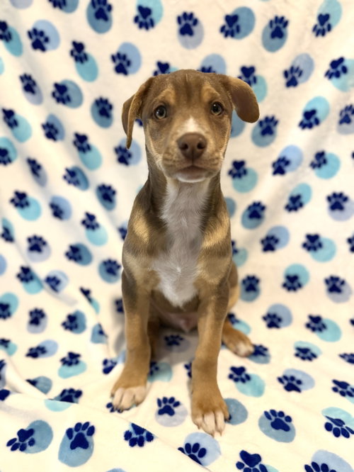 Hunter, an adoptable Chihuahua in Elizabethtown, PA