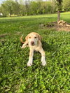 Oliver