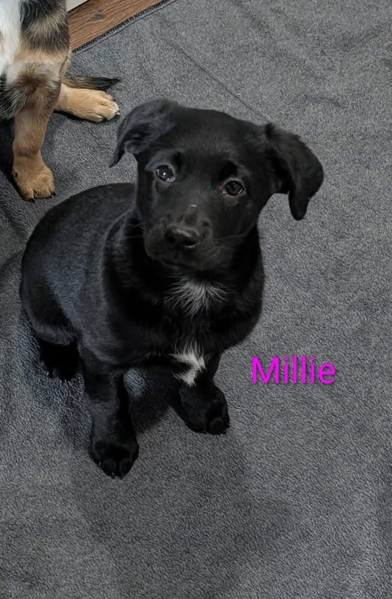 Millie
