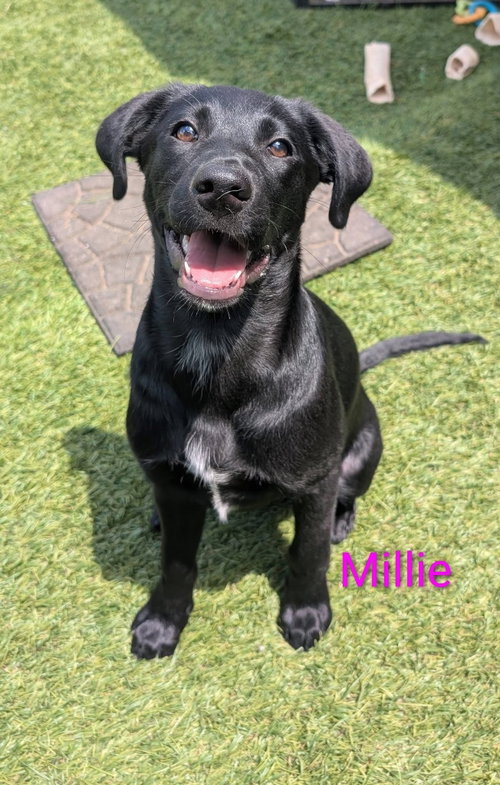 Millie, an adoptable Jack Russell Terrier in Elizabethtown, PA