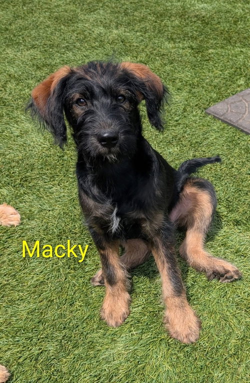 Macky, an adoptable Jack Russell Terrier in Elizabethtown, PA