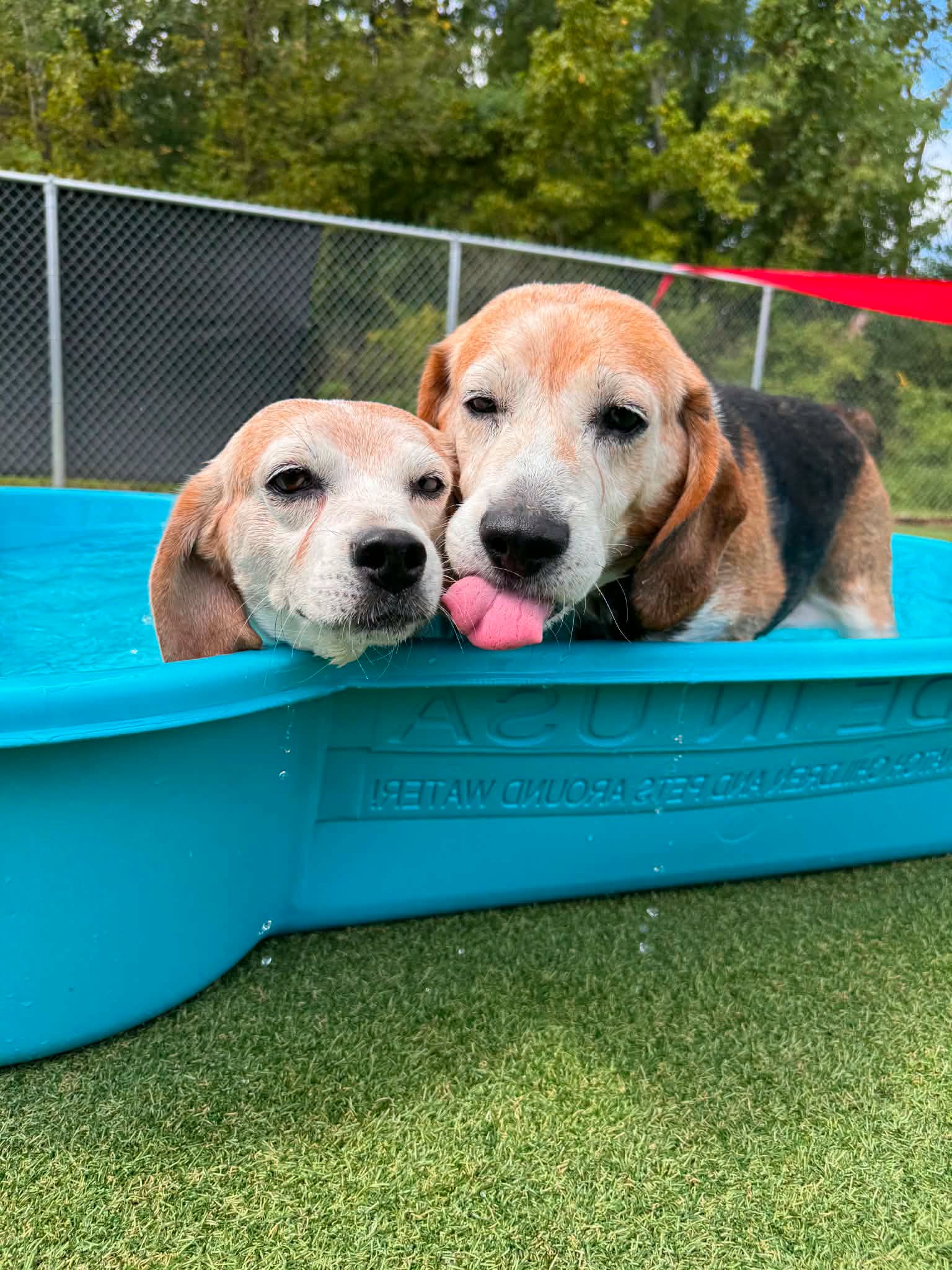 Eugene & Ethel, Beagle