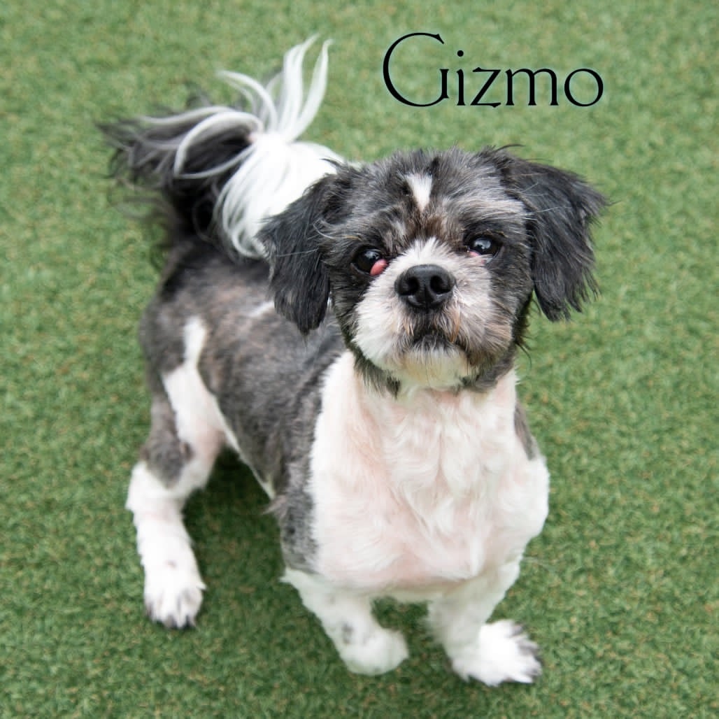 Gizmo, Shih Tzu