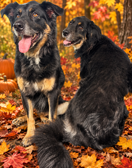 Daisey & Hoss, a dog for adoption from 2nd Chance 4 Life
