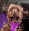 Snickers