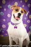 Holly the American Bulldog mix