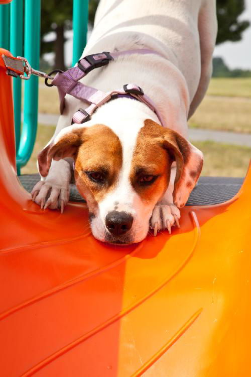 Holly the American Bulldog mix