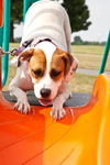 Holly the American Bulldog mix