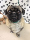 Sir Otis