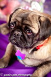 Sir Otis