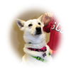 Sheba