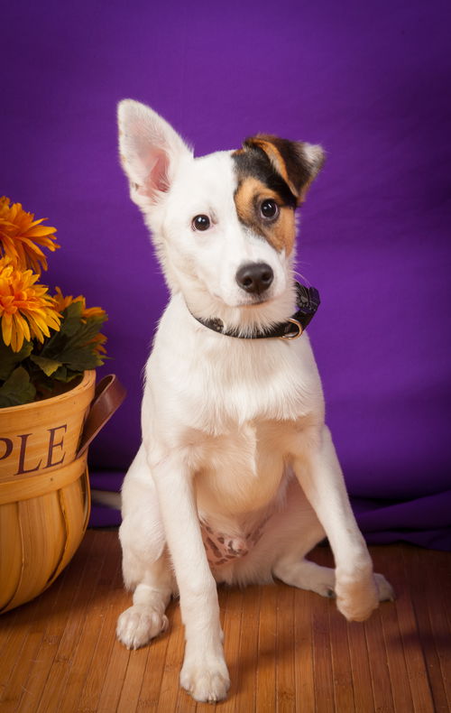 Dexter Australian Cattle Dog