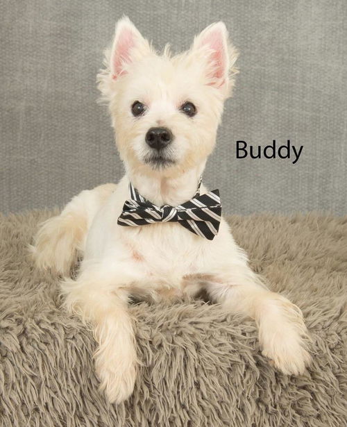 Buddy Leach Westie