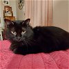 adoptable Cat in , MA named Lou  3 years