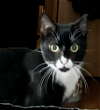 adoptable Cat in sterling, MA named Nevada   11 months