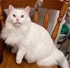 adoptable Cat in  named Cody   8 yrs
