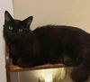 adoptable Cat in Sterling, MA named Blackie & Dusty   9 mos