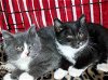 adoptable Cat in sterling, MA named Truly, Arturo,Tortilla, Cinco, 4 kits