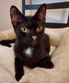 adoptable Cat in Sterling, MA named Witchie and Simie  10 mos