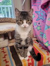 adoptable Cat in Sterling, MA named Audrey