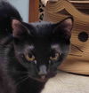 adoptable Cat in Sterling, MA named Ebony 2 yrs