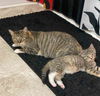 adoptable Cat in Sterling, MA named Mom Marjorie & Ellie (Kitten)