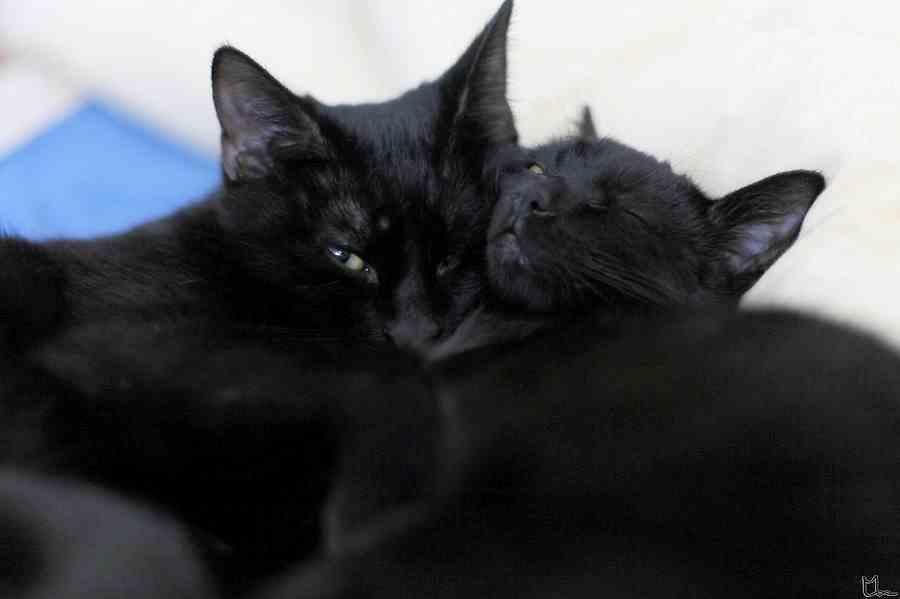 adoptable Cat in Sterling, MA named Otto and Olav