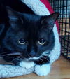 adoptable Cat in , MA named Willow
