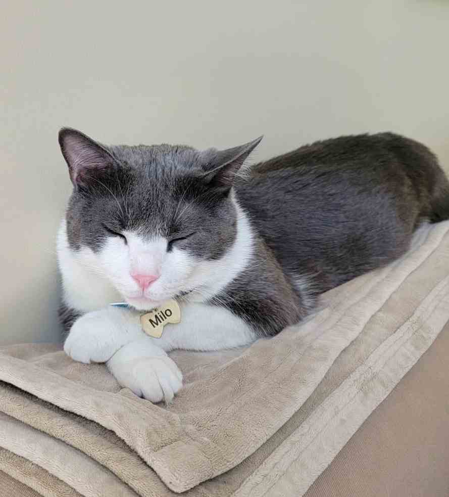 adoptable Cat in Sterling, MA named Miles  3 years