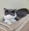 adoptable Cat in , MA named Miles  3 years