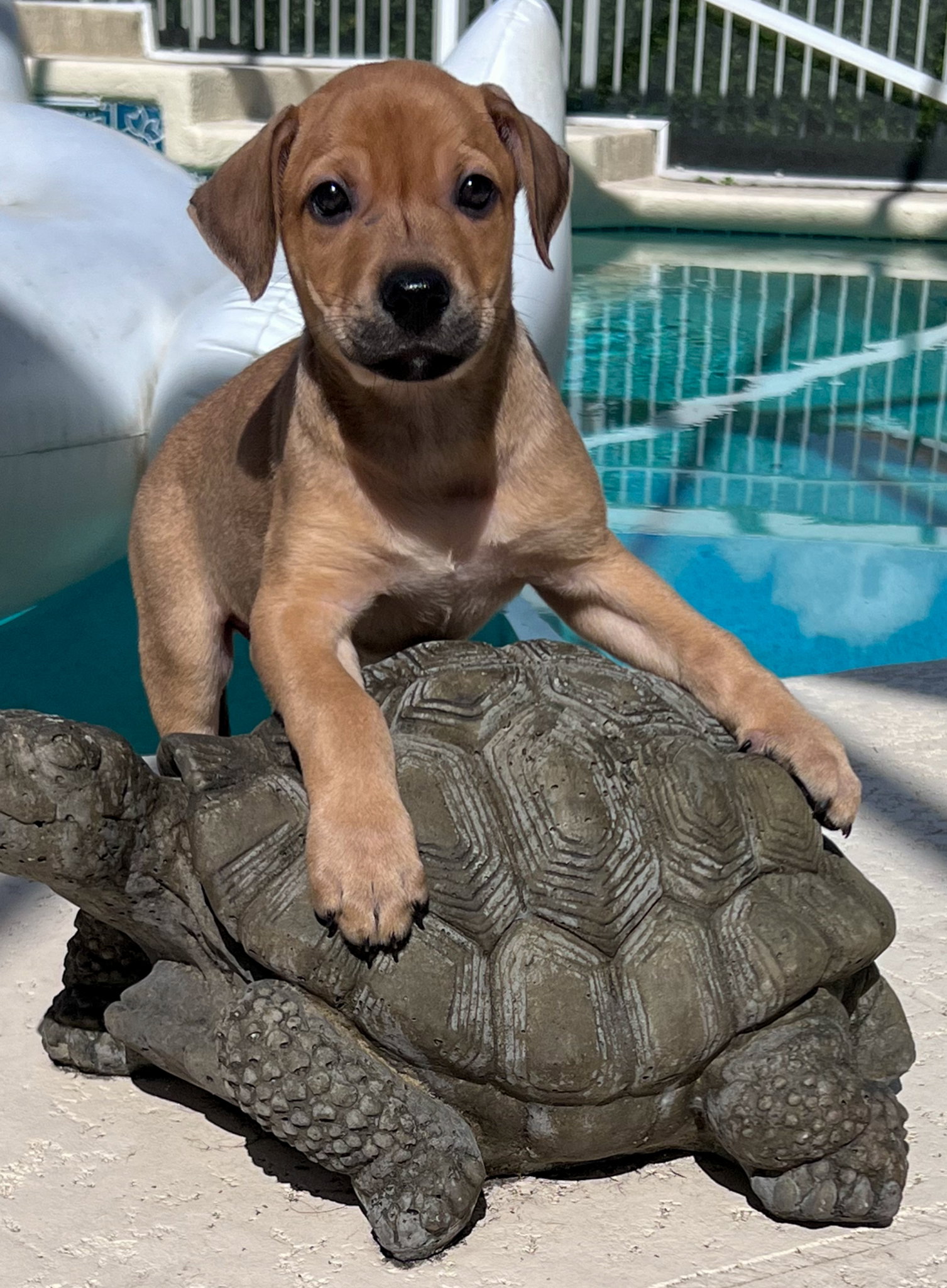 Dog for Adoption - Baco, a Labrador Retriever in Stuart, FL | Alpha Paw