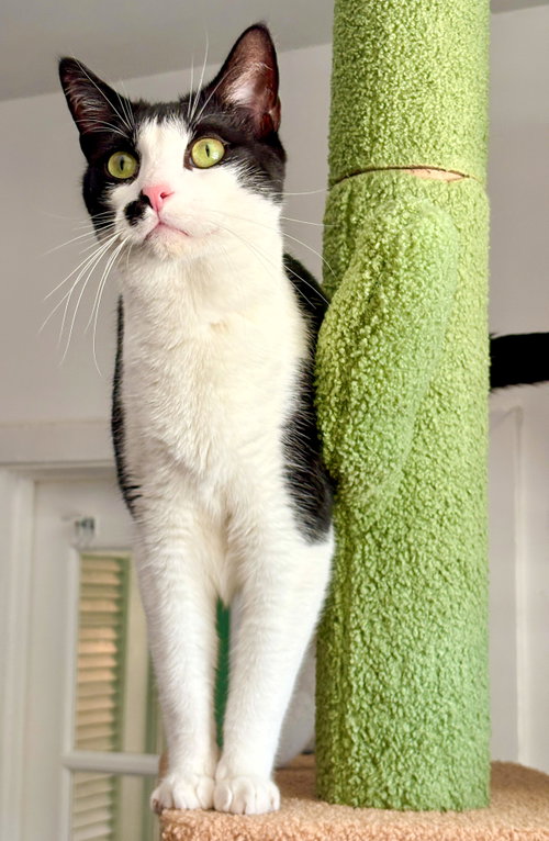 picture of the cat needing adoption